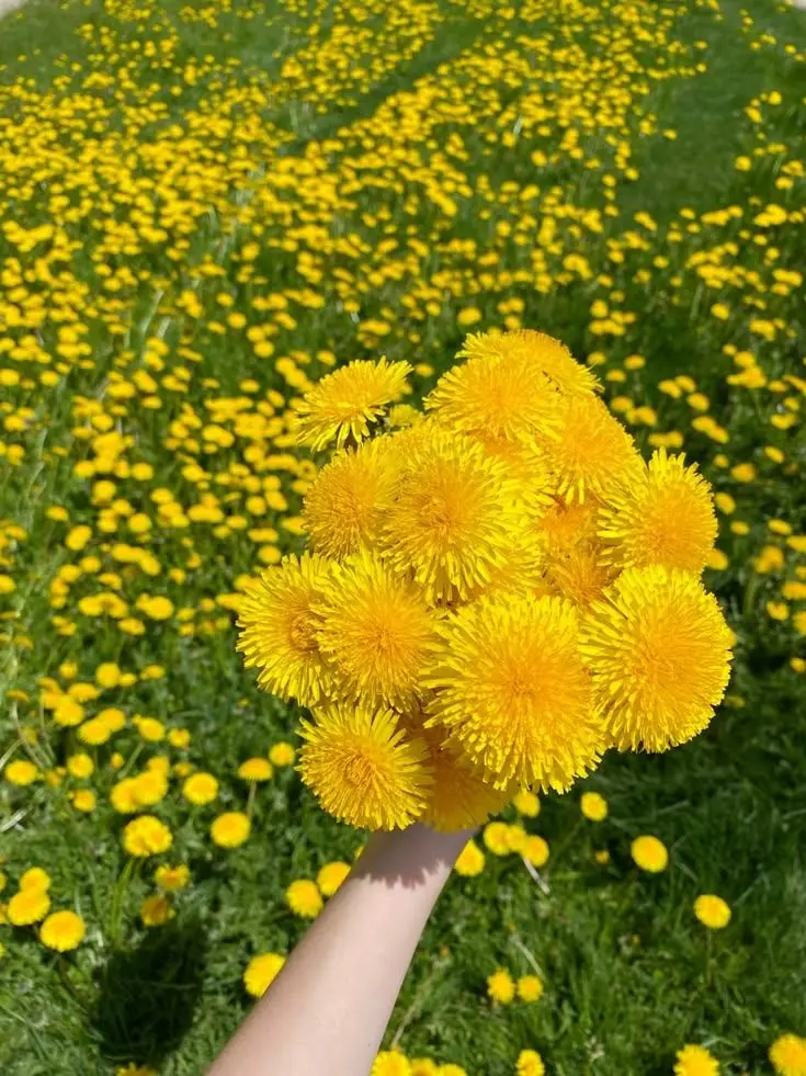 _Vale_의 그 아이는 나에게 민들레다