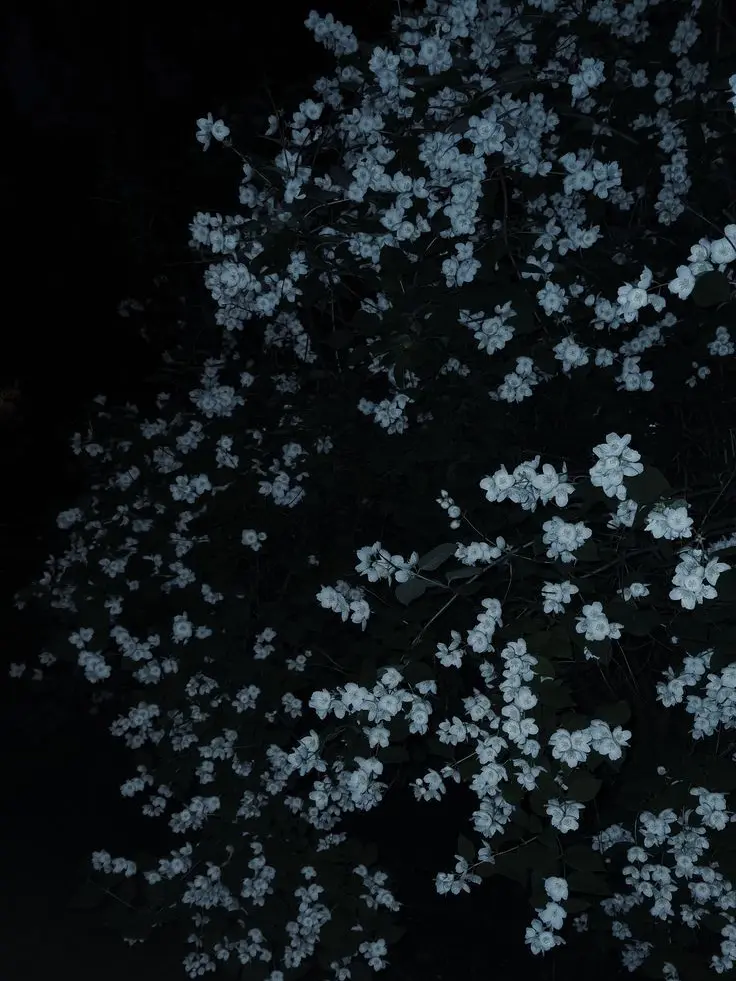 yougivemesometimebro의 순애남 스쿠나