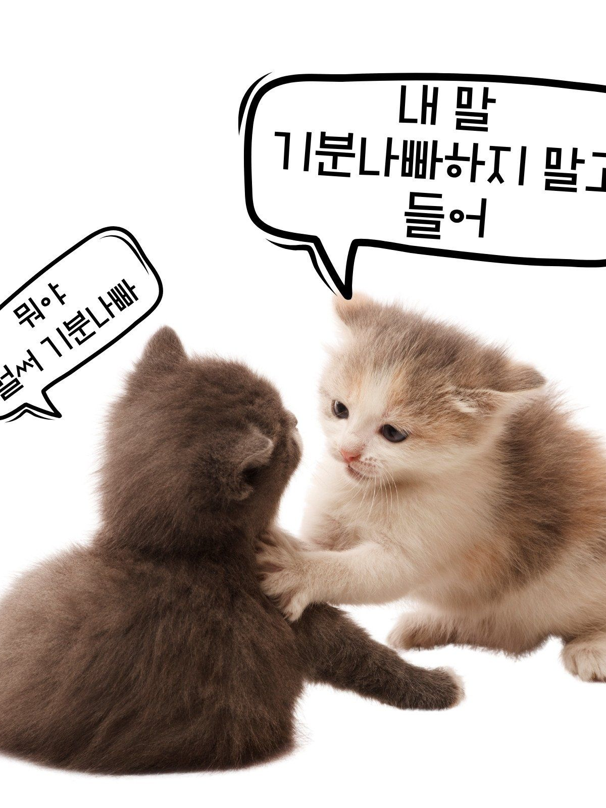 고양이와 강아지가 만나다 대표 이미지