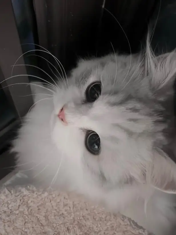 e9l8ce.의 Kitty