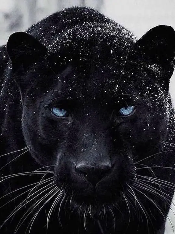 LovelyNewt4303의 코반