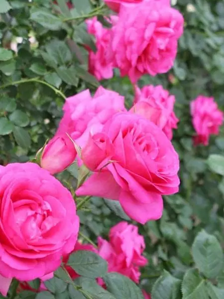 SappyIce6932의 In the Garden of Crowding Roses
