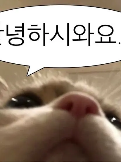 SNU12의 고양이 카페