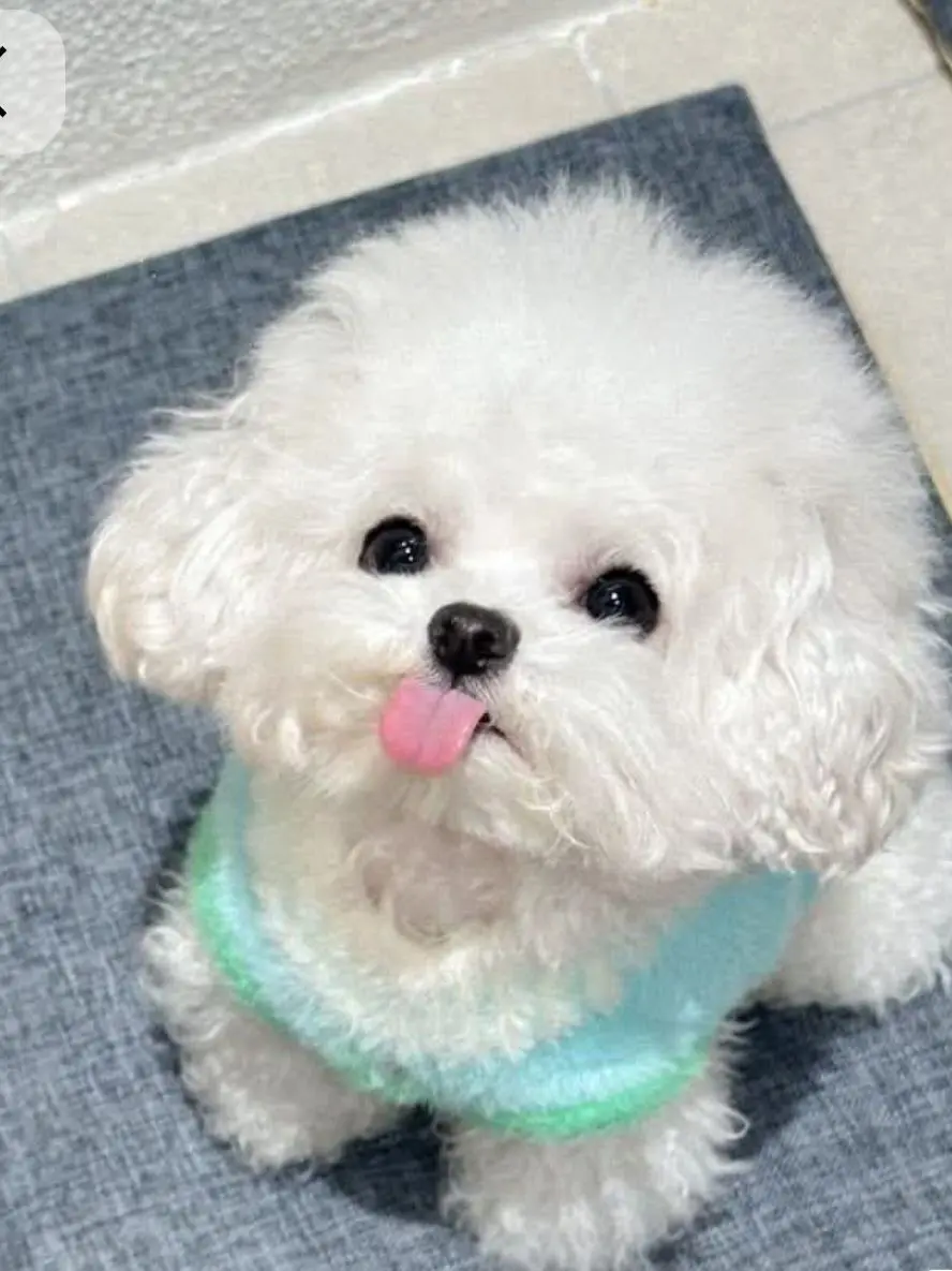 Yomamttae의 울집 강쥐
