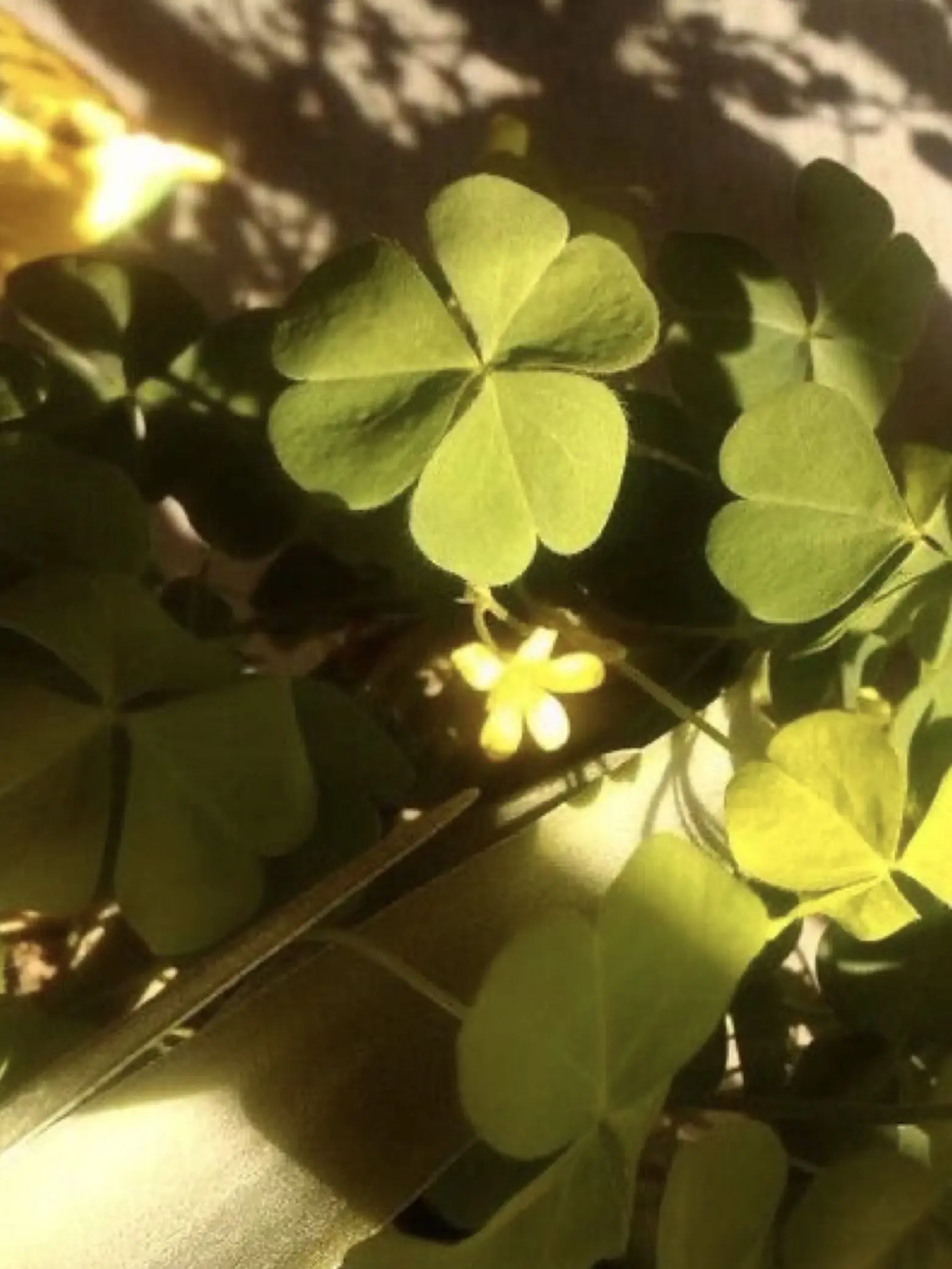 ClumsyHate5250의 僕らを救って