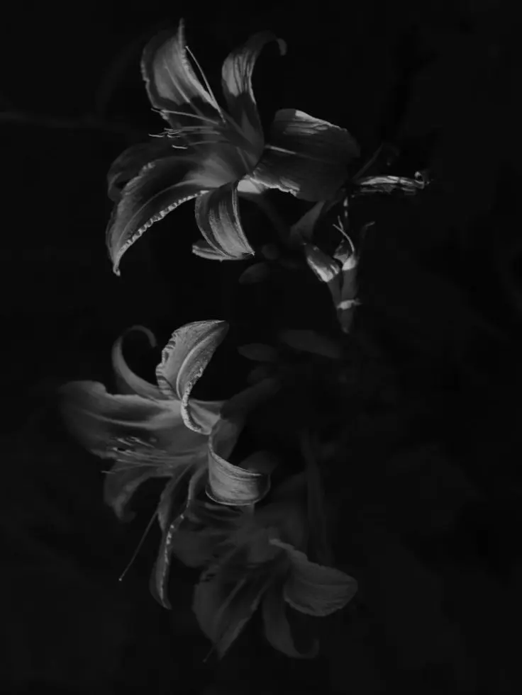 AmusedSaw6266의 黒い百合に囲まれて。