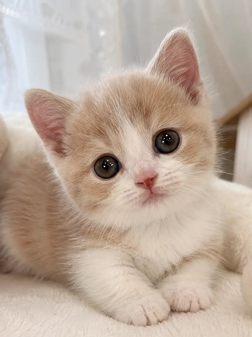 mituki_zeta의 子猫と2-A