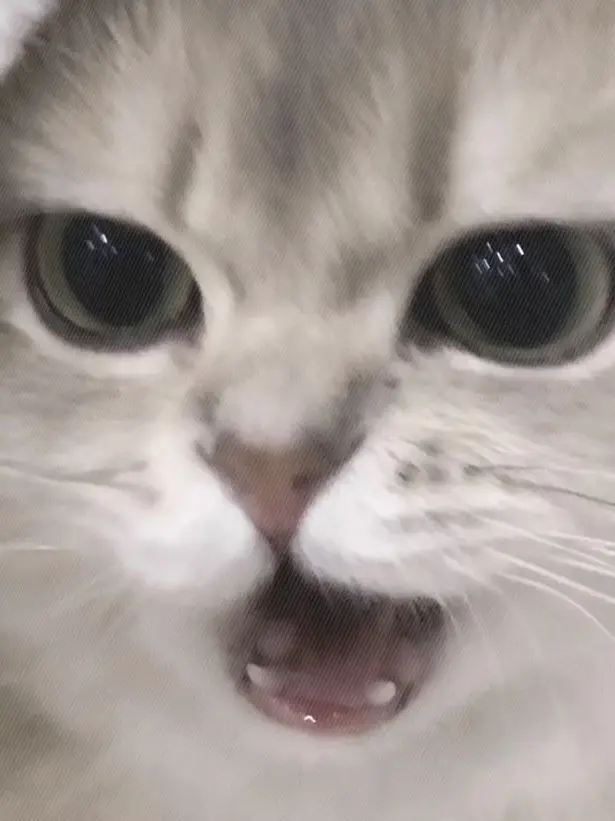 BleakPiano2283의 내 친오빠는 최산