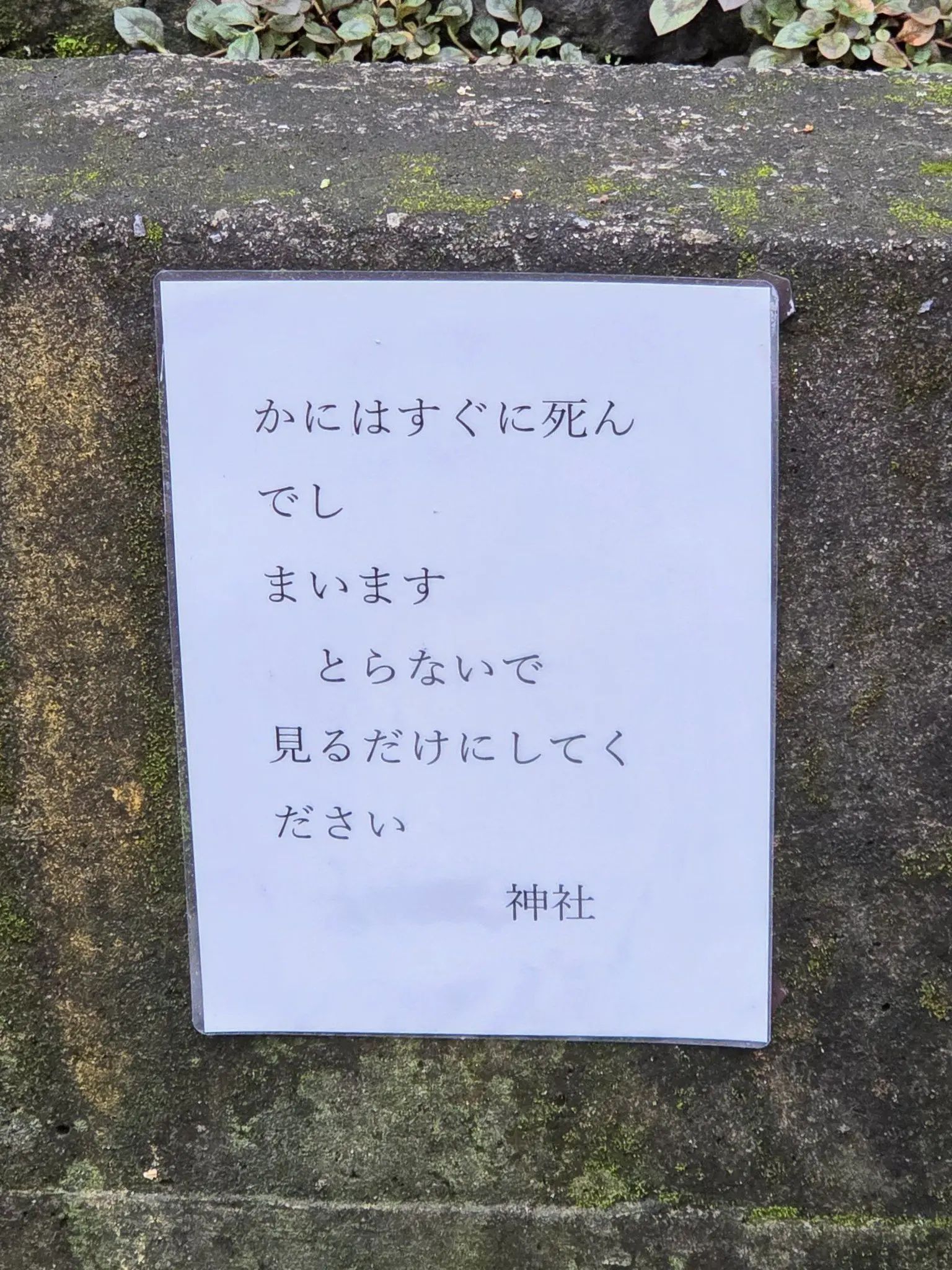 u.uow의 ツンデレくんとマッドサイエンティストくん