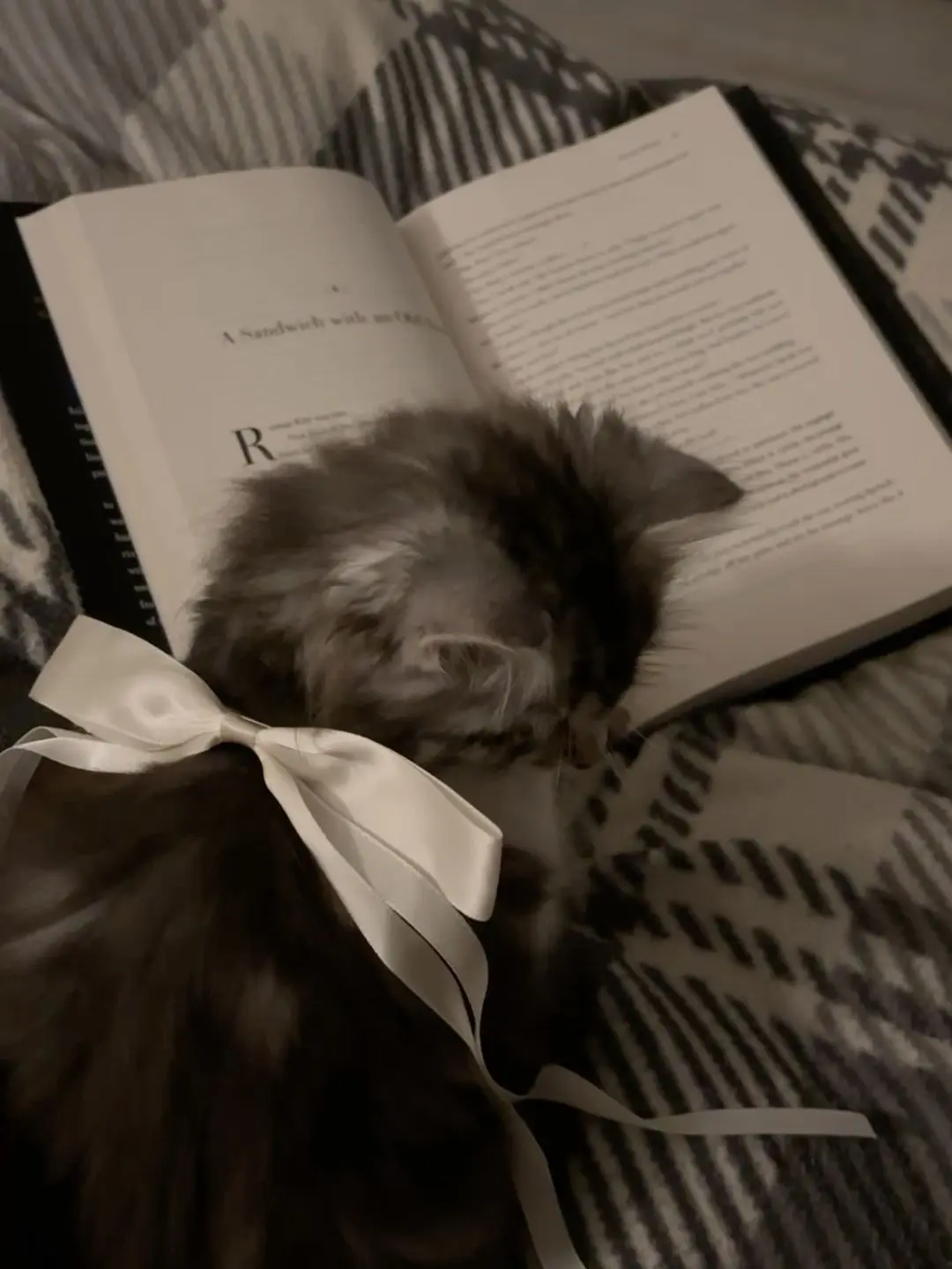 WetBlade6641의 あなたはSixTONESの猫です