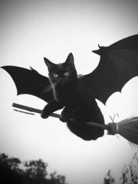 CatGhost의 6