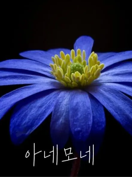 Esar의 아네모네