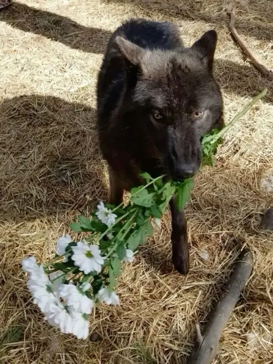 OaoaoOOooO의 🐺루찌오 임니다.