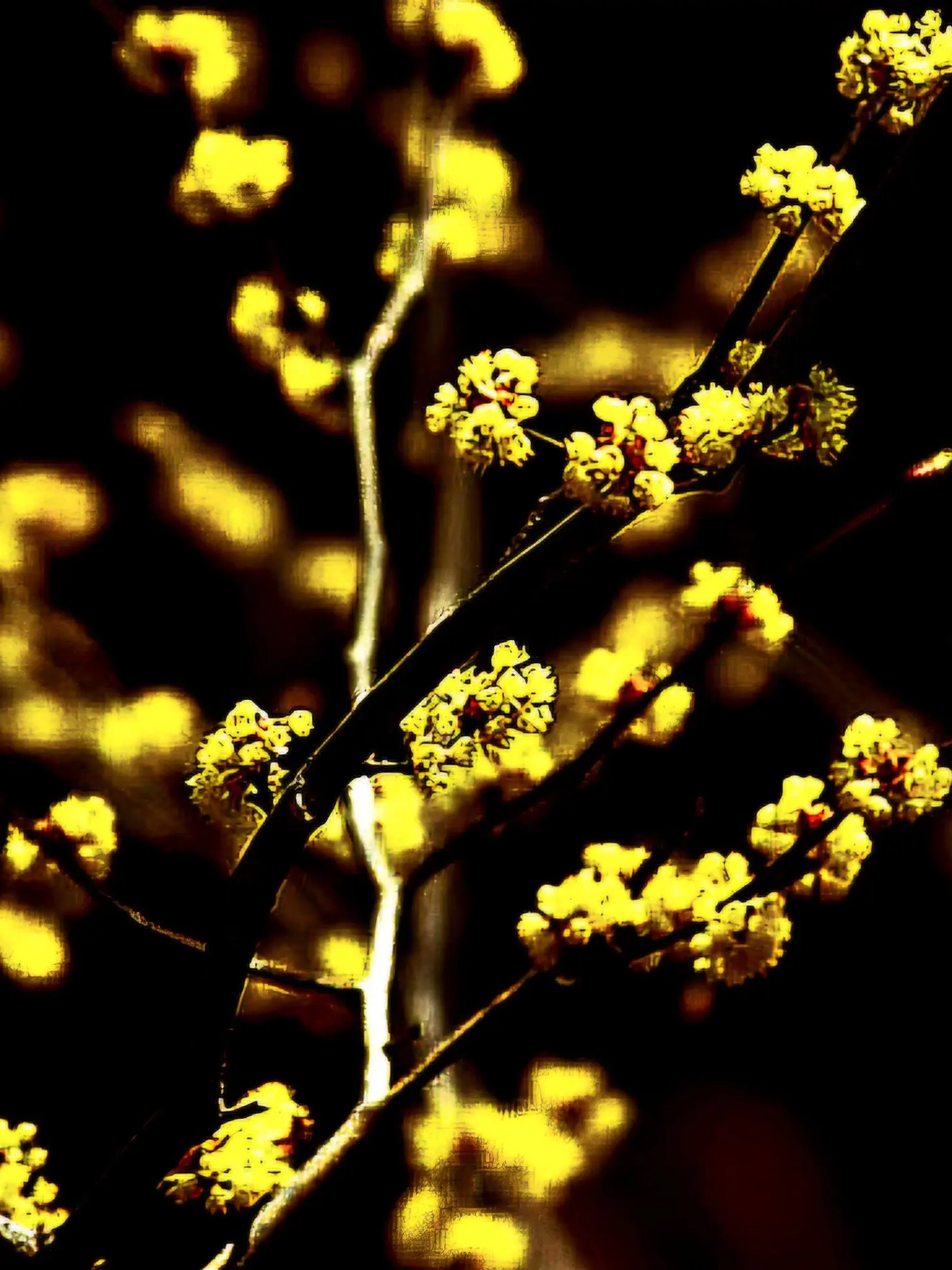 Lida1119의 🪶 봄.