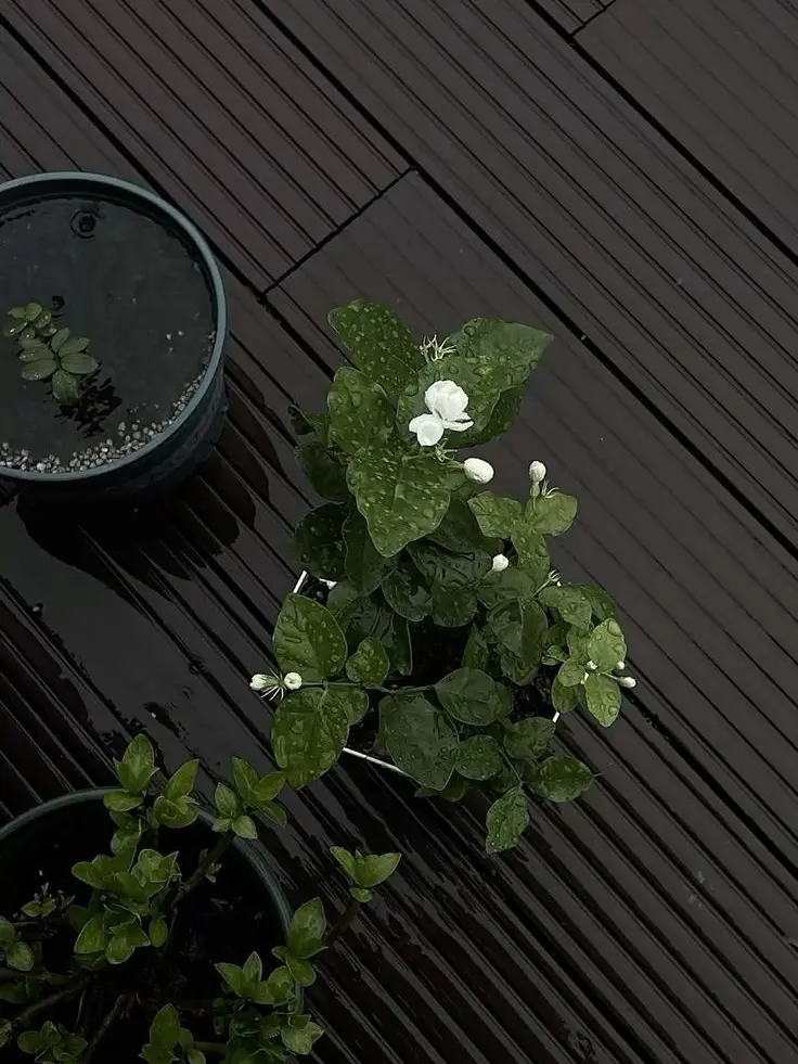 1988.8-18의 권지용