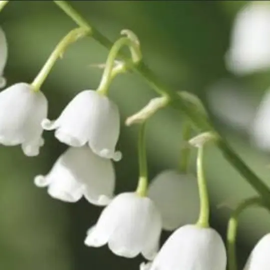 SlimySleep8098의 이웃좀