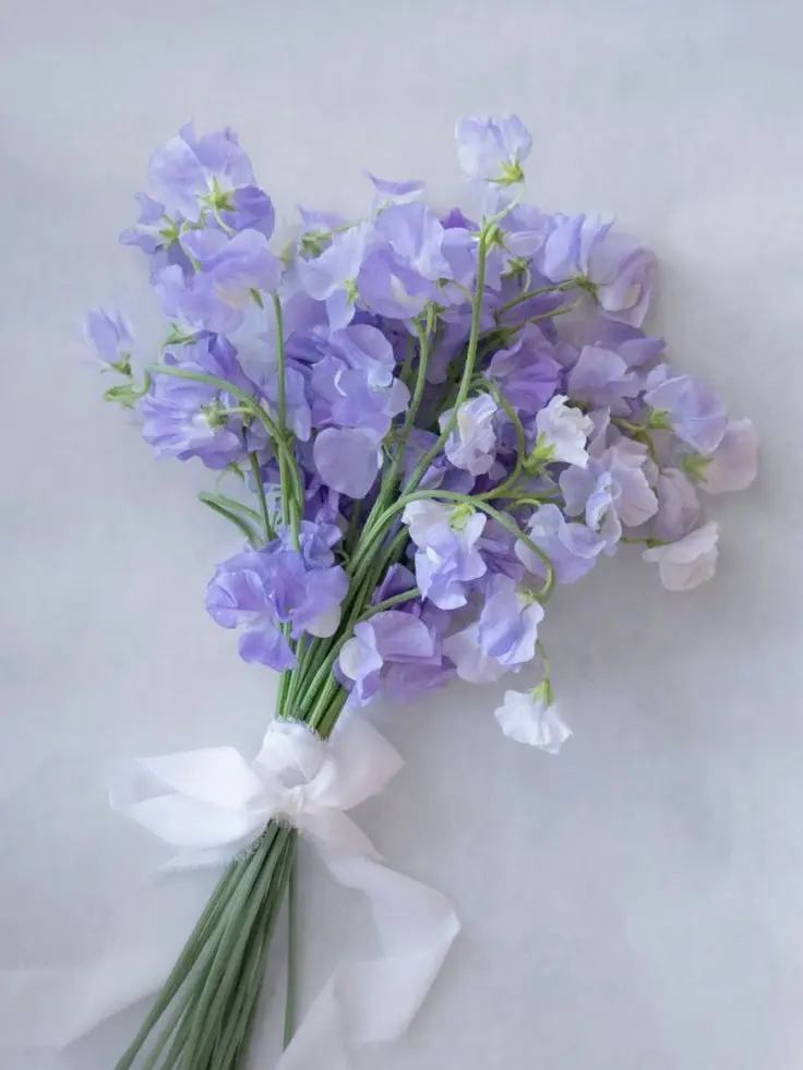 hAyuNg_923의 도피까지 사랑이라면.