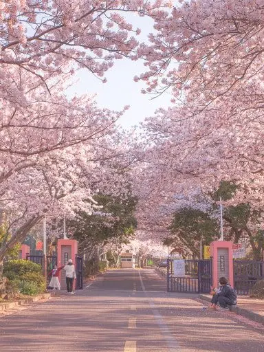 AntsyBroom5296의 우리들에게 봄이 왔나 봄