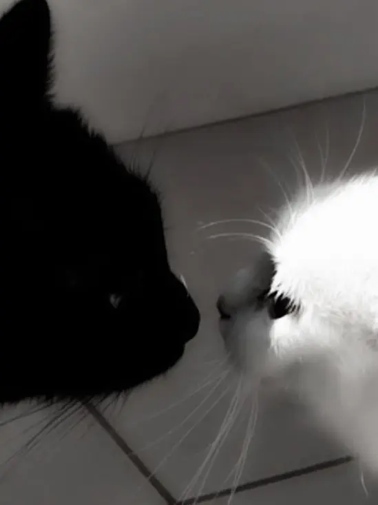 moka.Afairytale의 Love.
