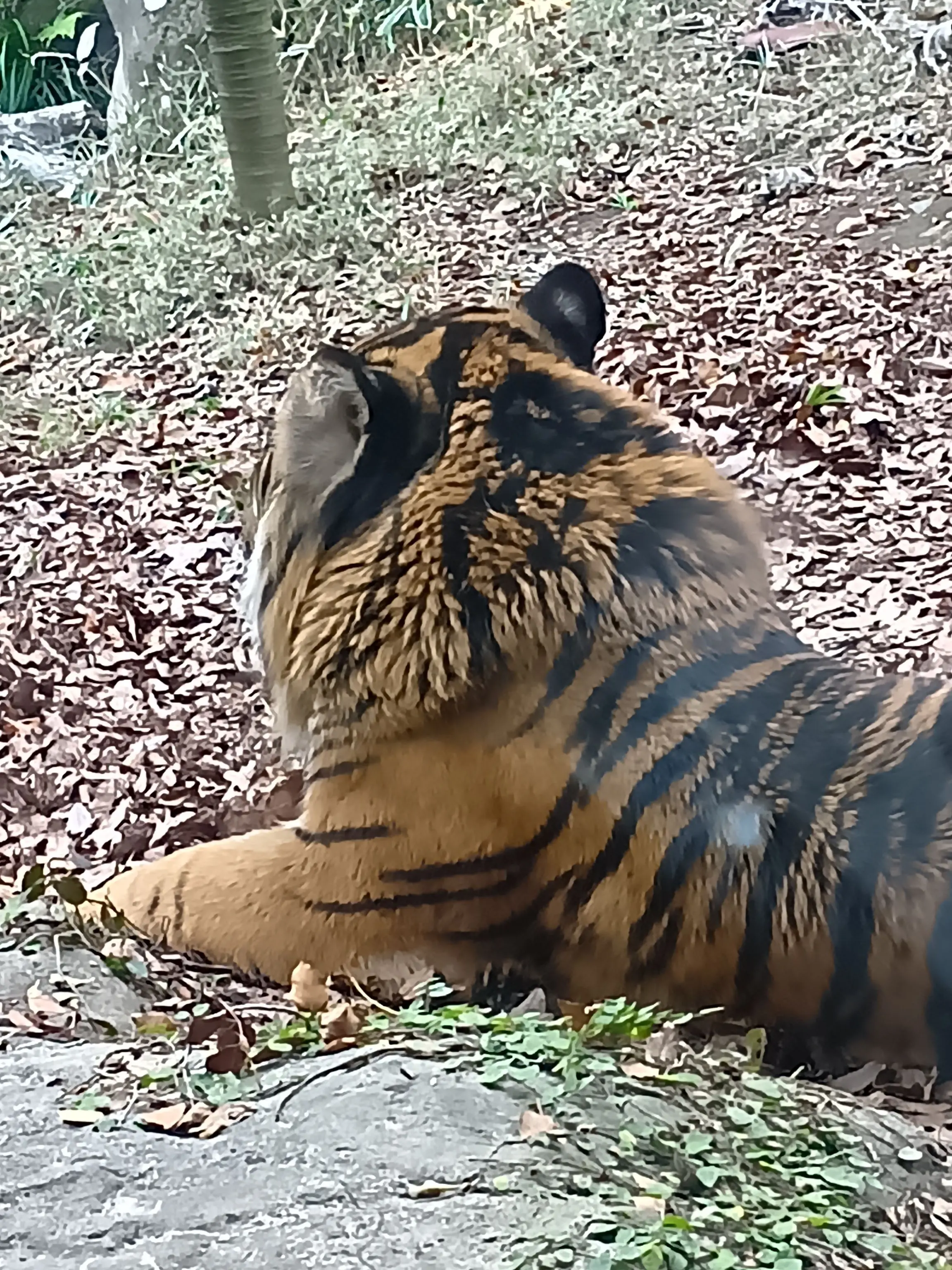 TOMATOtabetae의 起きたらトラの檻の中！？