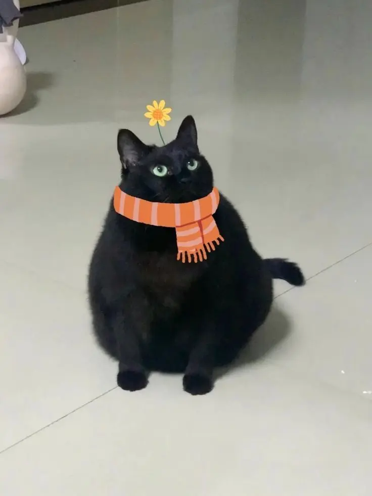 Takotakotacos의 猫さん