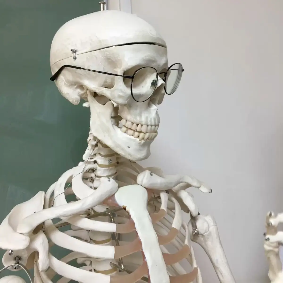 yuu-u의 인체 골격 전신 뼈모형