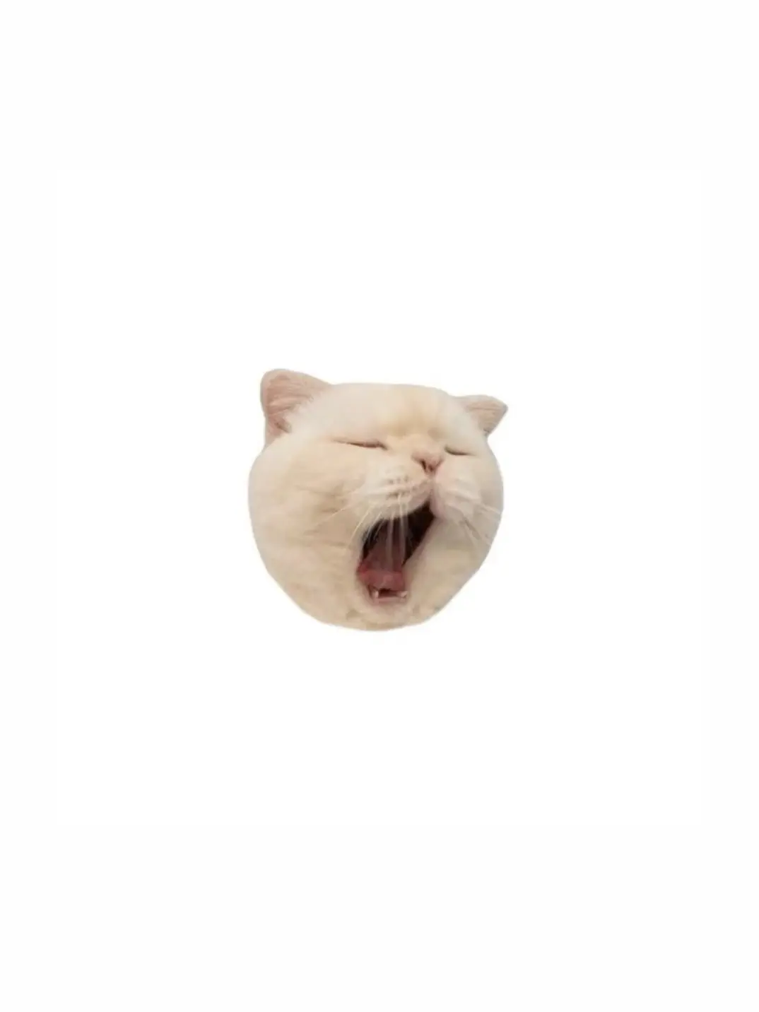 ssky_nny의 ねこちゃんかと思ったら