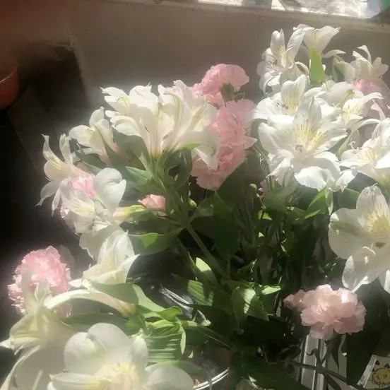 h.oy_u1의 히비스커스