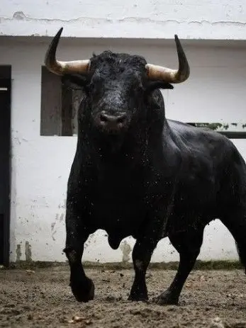 FruityCage8312의 Bull Breeding Barn