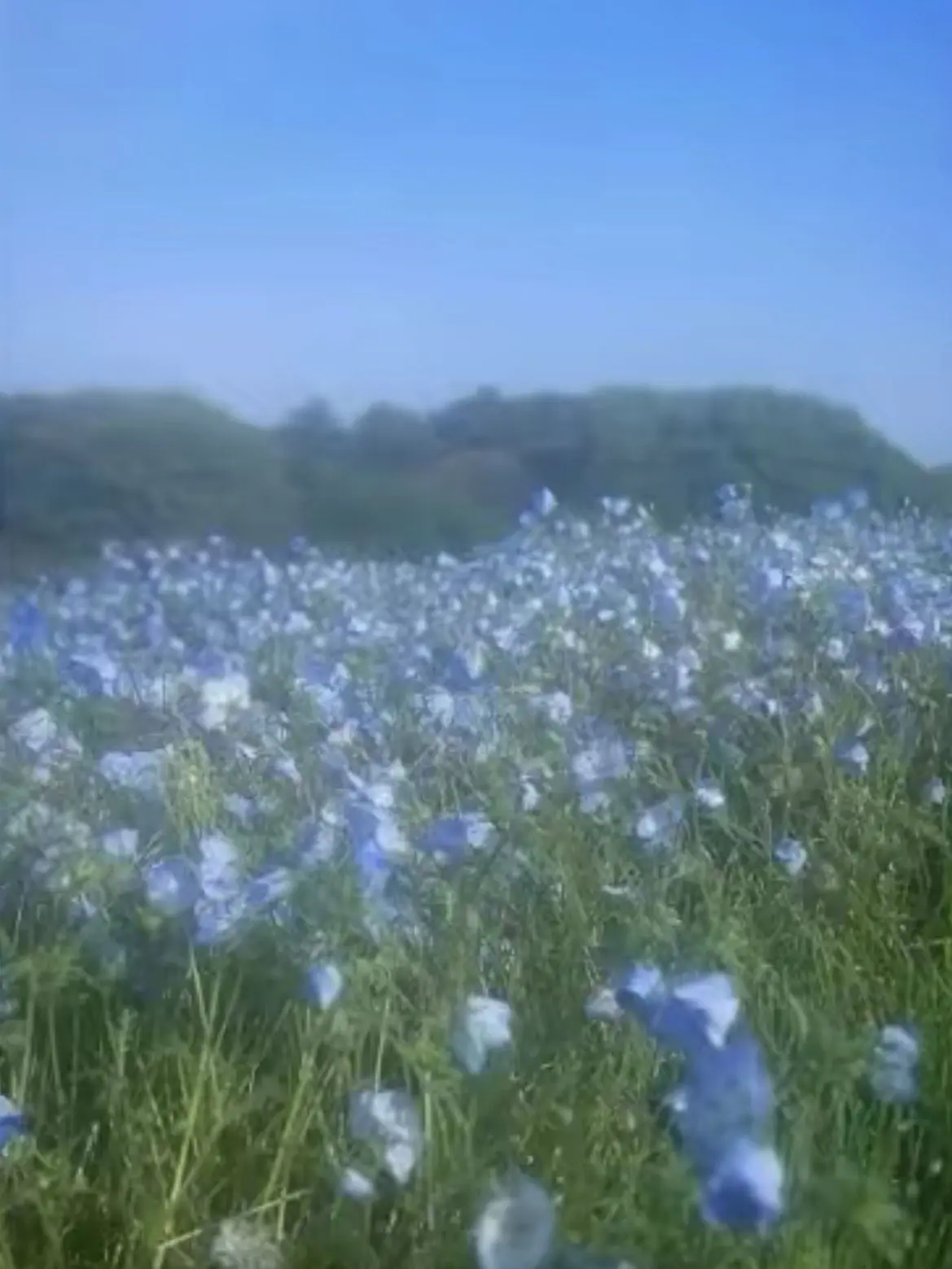 SilverChime1875의 また、君たちと。