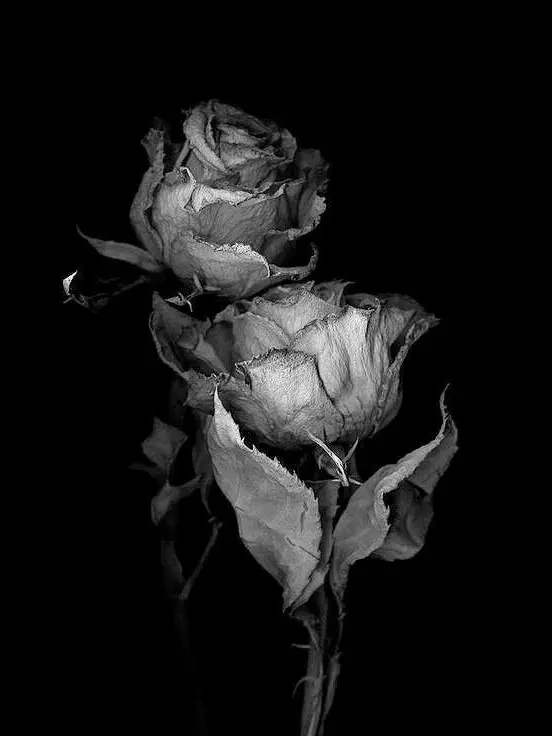 MeagerAnime5054의 요괴 와 퇴마사