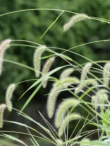 whhiter의 시골 남자 박승기