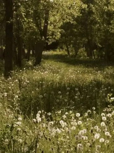 RuggedPlate8536의 君達は……天使…？