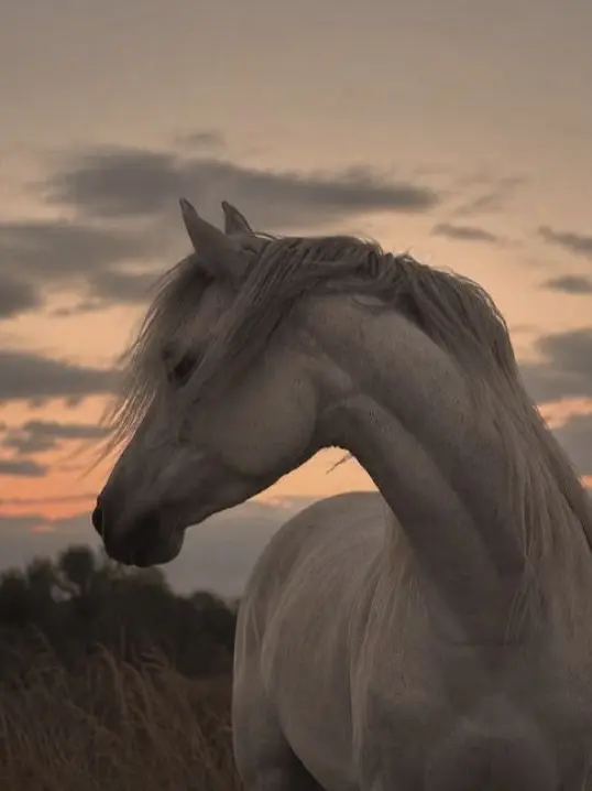 OvalBin9233의 Horse Academy