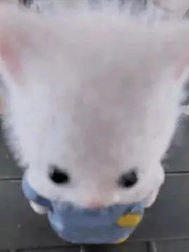 OddWiper3926의 엄마,아빠