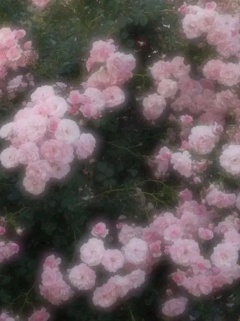 liveforyou.의 ⟡    ͚ ＝⟡͚