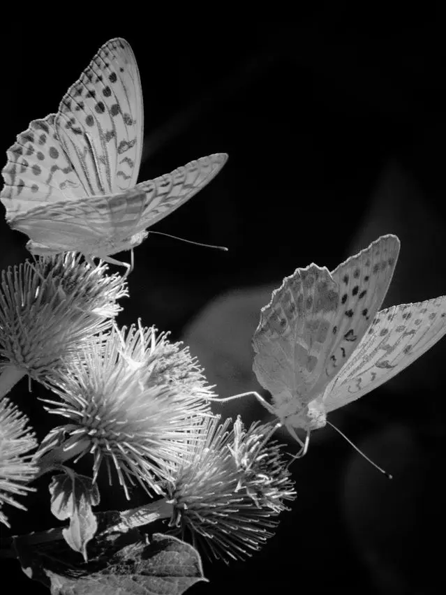 jk7의 🪶 죽은 나비는 꽃을 찾으러