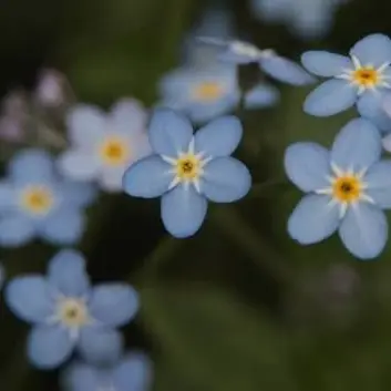 DirectDay9598의 물망초