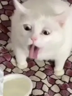 Eggseal의 걍 해본 Q&A
