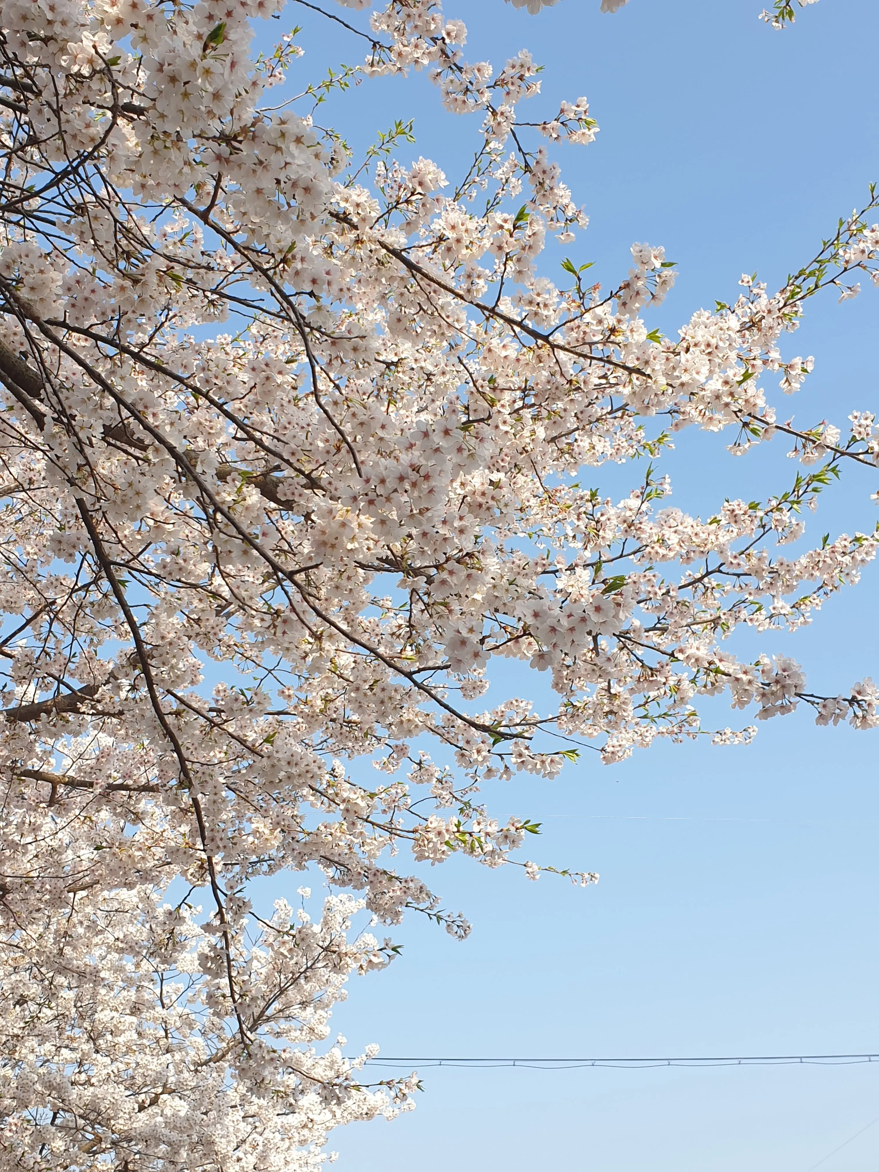 Rukuni의 엉망진창 밴드부