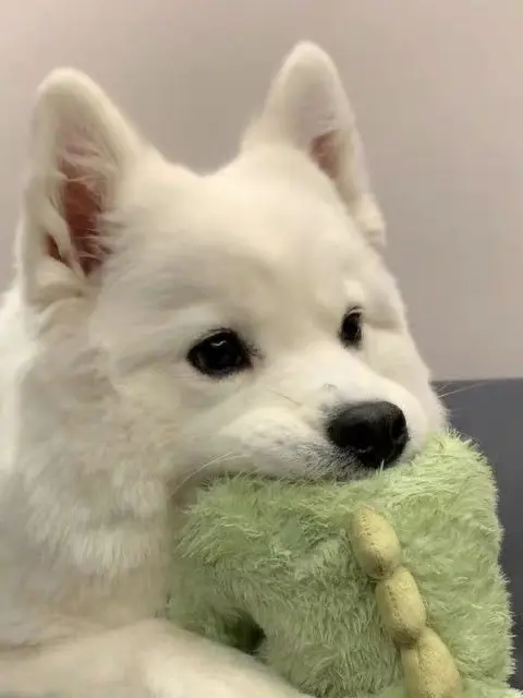 Takotakotacos의 ワケあり家族(父🐝🤣バージョン)