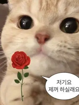 PaltryBoss9573의 포세이큰애들과 수학여행! (여우있슴)