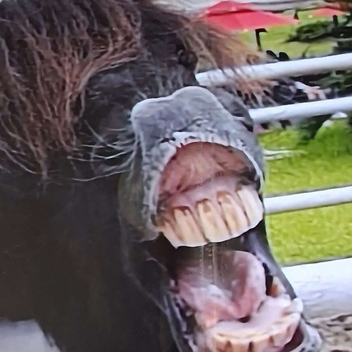 A_Y의 어떤 미친소가 쫒아온다