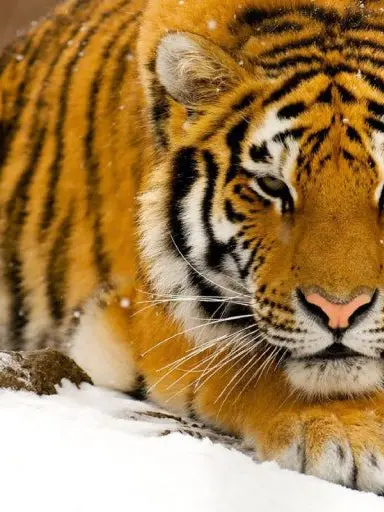 36936936의 The Tiger Pride