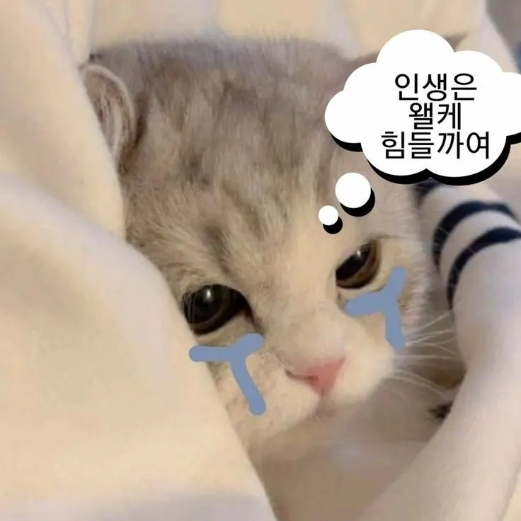 AfraidSnail6590의 치즈