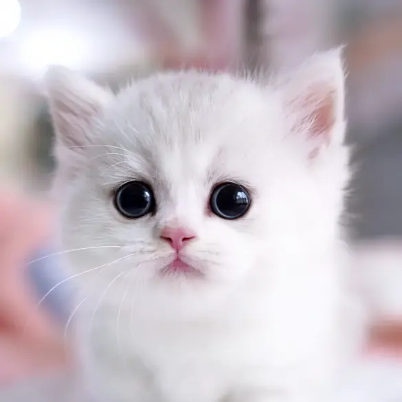 Olmangmother의 똘망이를 줍줍해서 집사되기! 2