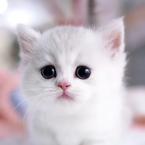 똘망이를 줍줍해서 집사되기! 2