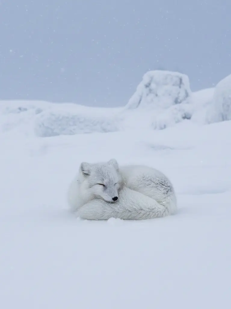 EarthySnore6249의 리레 볼루션 [겨울]