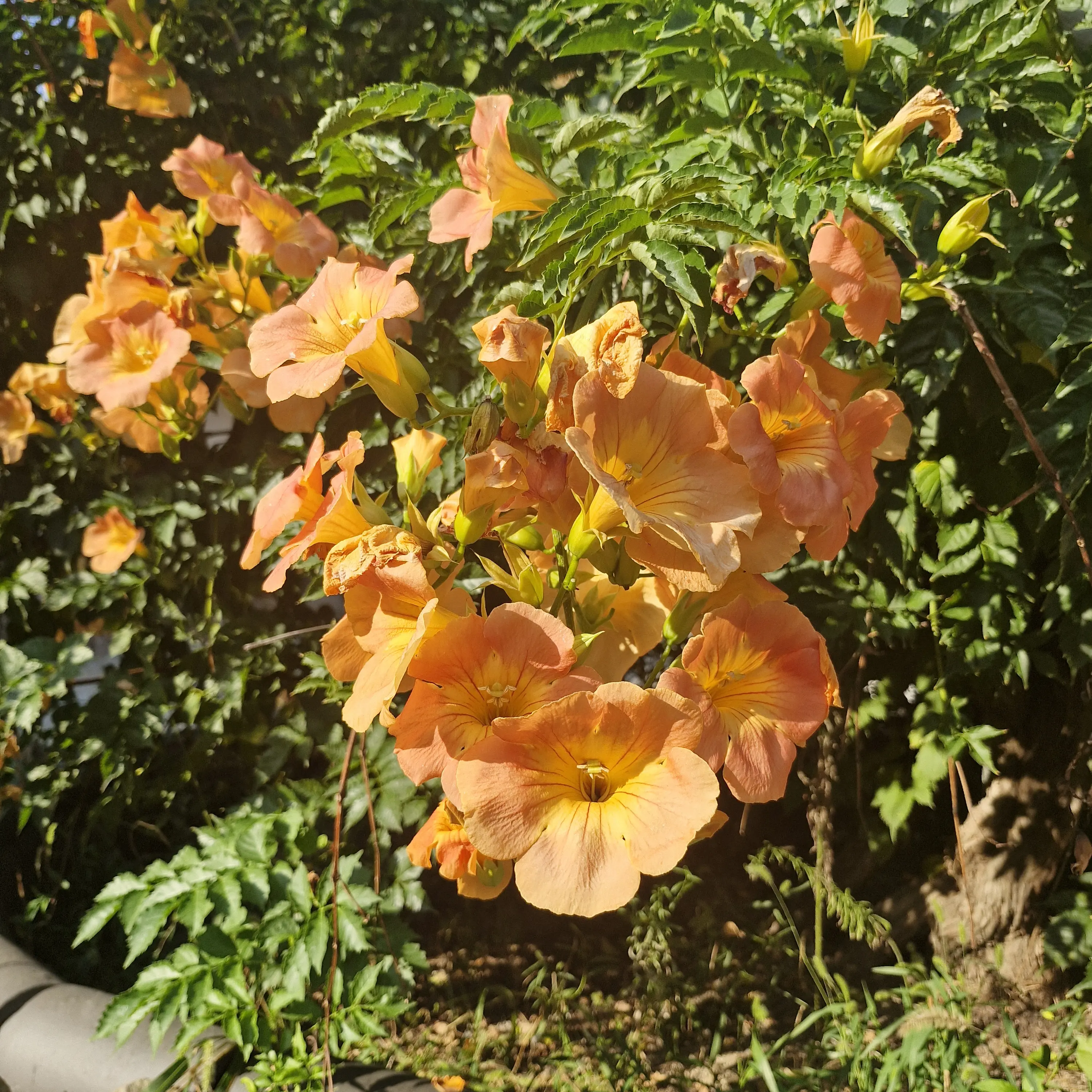 SourArm1330의 뜰팁 학교