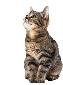 ThinDam2125의 ガチ猫シュミレーター